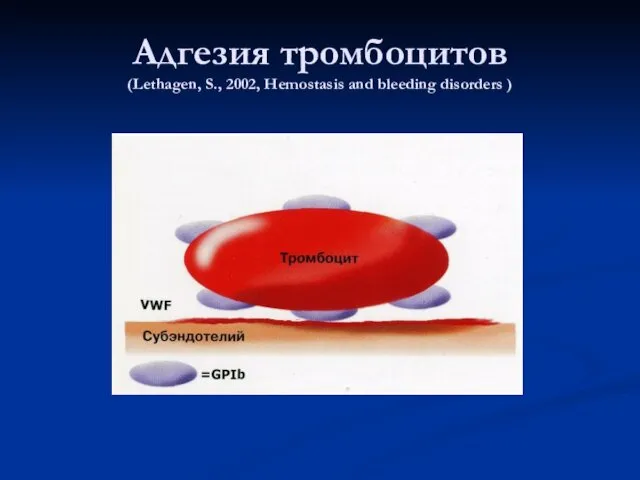 Адгезия тромбоцитов (Lethagen, S., 2002, Hemostasis and bleeding disorders )