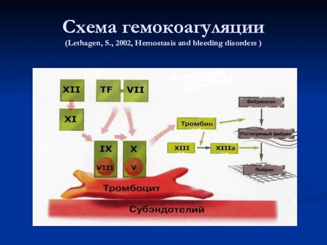 Схема гемокоагуляции (Lethagen, S., 2002, Hemostasis and bleeding disorders )