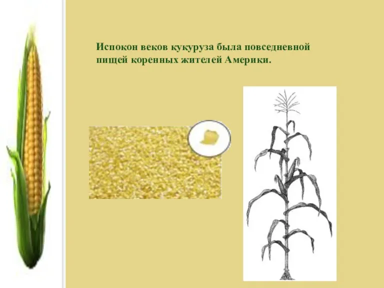 Испокон веков кукуруза была повседневной пищей коренных жителей Америки.