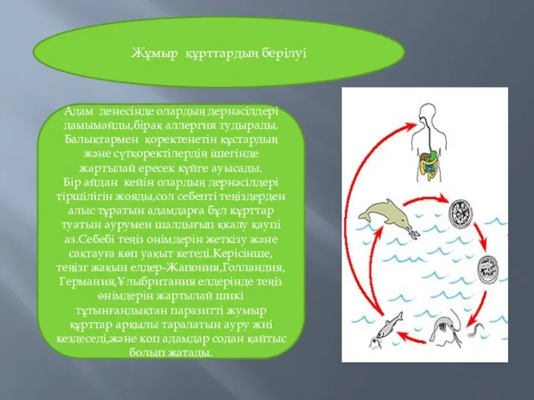 Жұмыр құрттардың берілуі Адам денесінде олардың дернәсілдері дамымайды,бірақ аллергия тудырады.Балықтармен