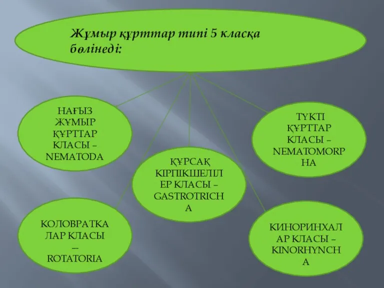 Жұмыр құрттар типі 5 класқа бөлінеді: НАҒЫЗ ЖҰМЫР ҚҰРТТАР КЛАСЫ