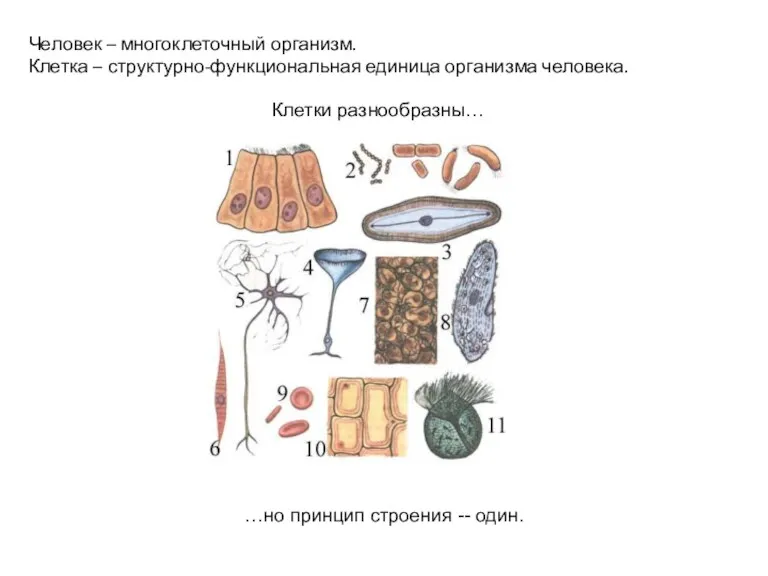 Человек – многоклеточный организм. Клетка – структурно-функциональная единица организма человека.