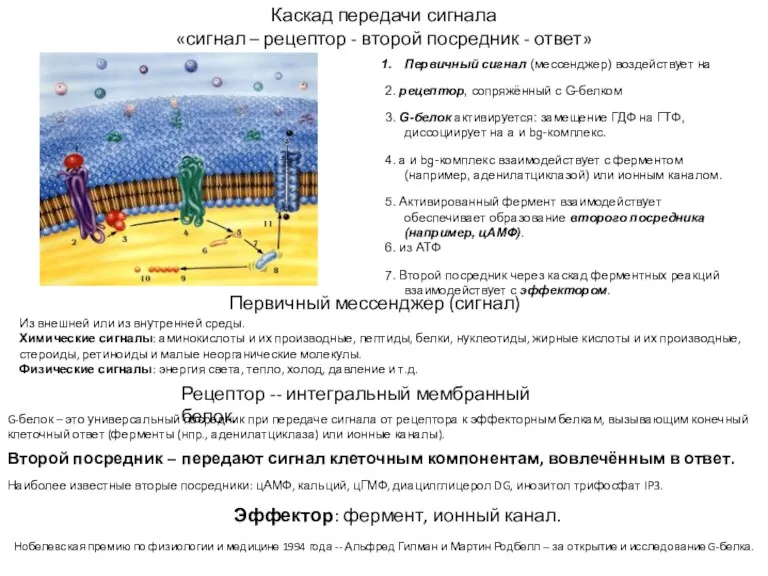 Каскад передачи сигнала «сигнал – рецептор - второй посредник -