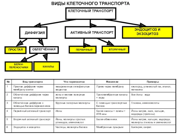 ВИДЫ КЛЕТОЧНОГО ТРАНСПОРТА КЛЕТОЧНЫЙ ТРАНСПОРТ ДИФФУЗИЯ ЭНДОЦИТОЗ И ЭКЗОЦИТОЗ АКТИВНЫЙ