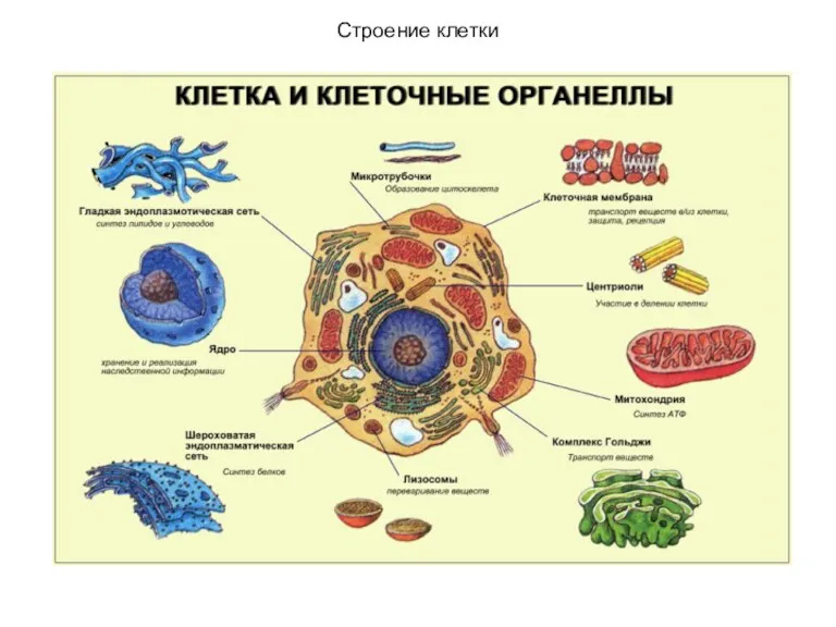 Строение клетки