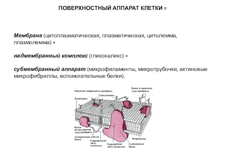 ПОВЕРХНОСТНЫЙ АППАРАТ КЛЕТКИ = Мембрана (цитоплазматическая, плазматическая, цитолемма, плазмолемма) +