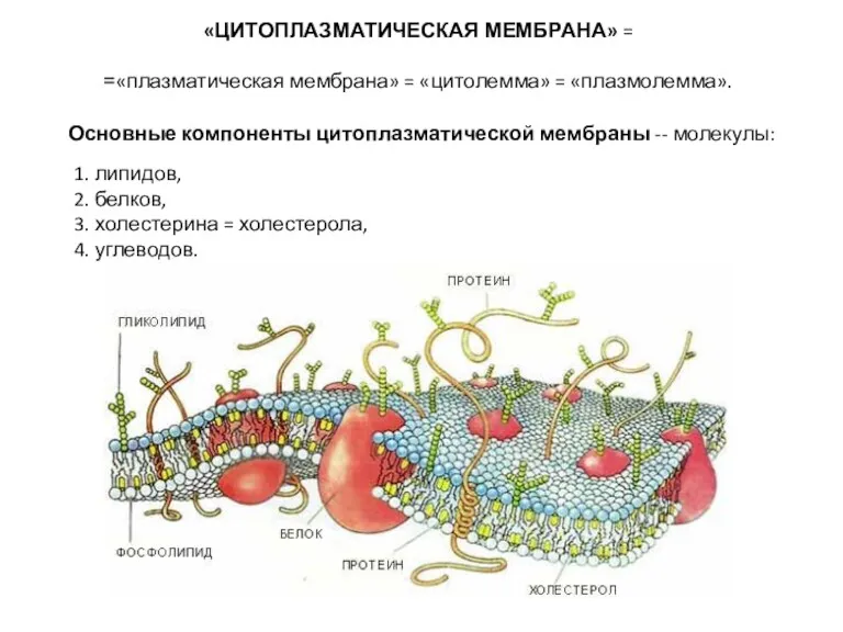 Основные компоненты цитоплазматической мембраны -- молекулы: «ЦИТОПЛАЗМАТИЧЕСКАЯ МЕМБРАНА» = =«плазматическая