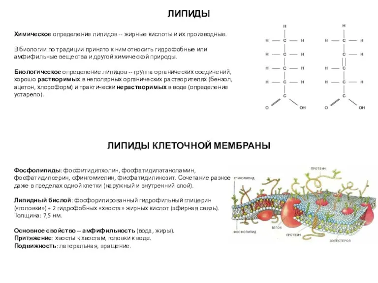 ЛИПИДЫ КЛЕТОЧНОЙ МЕМБРАНЫ Химическое определение липидов -- жирные кислоты и