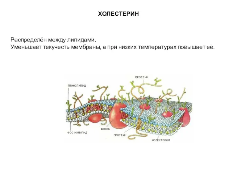 ХОЛЕСТЕРИН Распределён между липидами. Уменьшает текучесть мембраны, а при низких температурах повышает её.