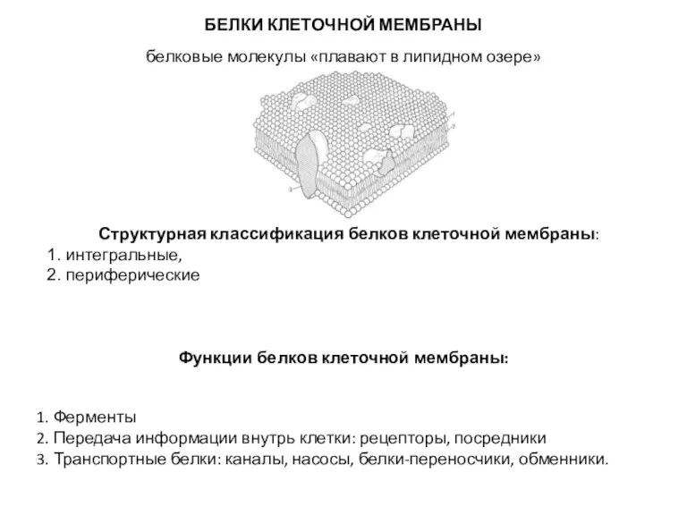 Структурная классификация белков клеточной мембраны: 1. интегральные, 2. периферические белковые