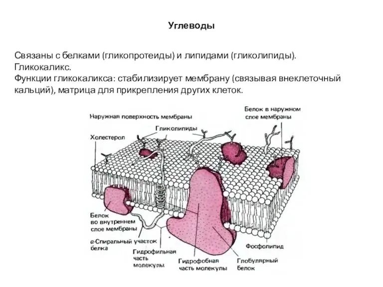 Углеводы Связаны с белками (гликопротеиды) и липидами (гликолипиды). Гликокаликс. Функции