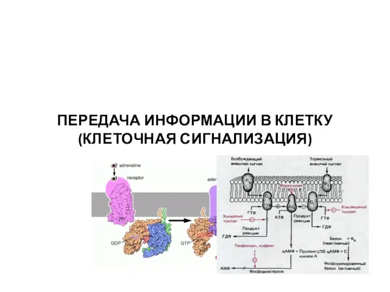 ПЕРЕДАЧА ИНФОРМАЦИИ В КЛЕТКУ (КЛЕТОЧНАЯ СИГНАЛИЗАЦИЯ)