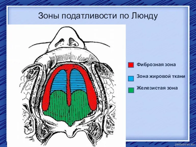 Зоны податливости по Люнду Фиброзная зона Зона жировой ткани Железистая зона