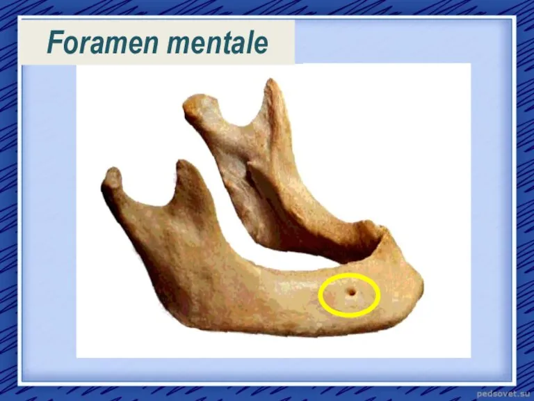 Foramen mentale