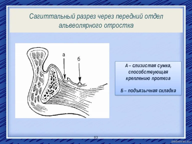 Сагиттальный разрез через передний отдел альвеолярного отростка А – слизистая