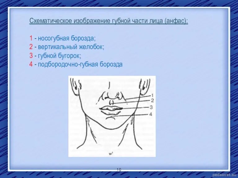 Схематическое изображение губной части лица (анфас): 1 - носогубная борозда;