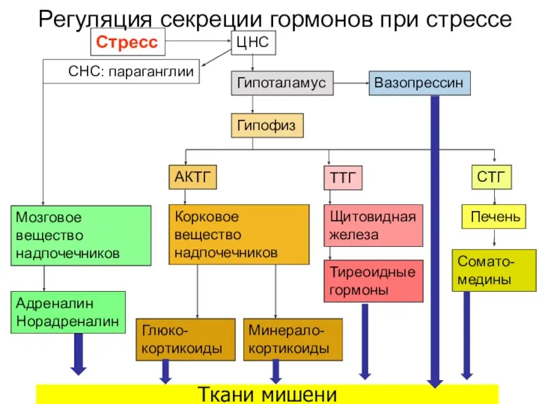 Регуляция секреции гормонов при стрессе Стресс ЦНС Гипоталамус Мозговое вещество