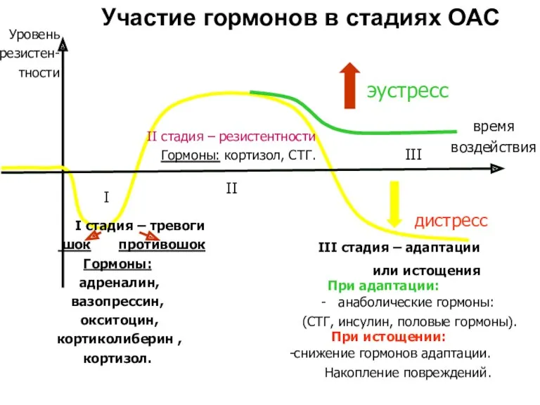 Участие гормонов в стадиях ОАС I II III время воздействия