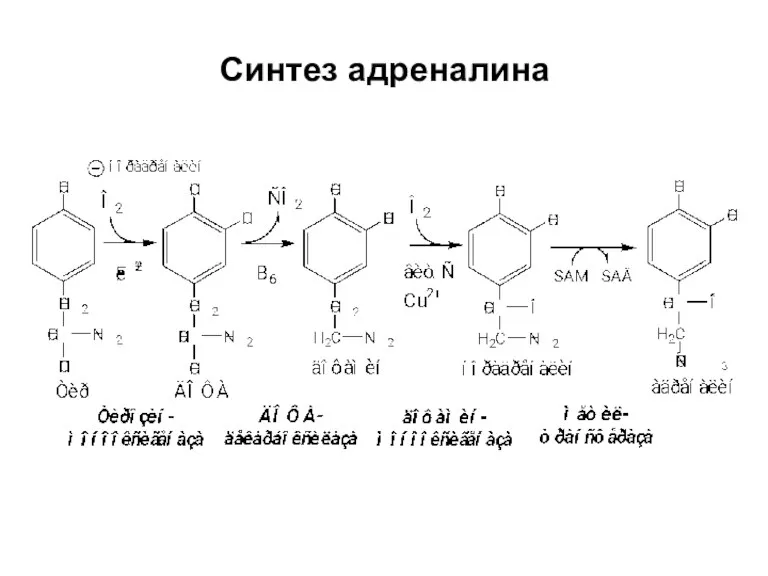 Синтез адреналина