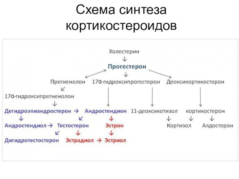 Схема синтеза кортикостероидов