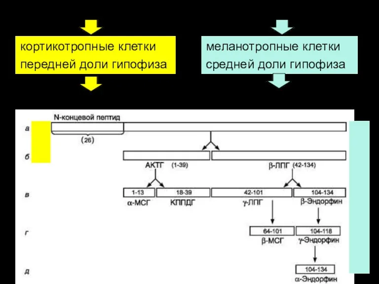 кортикотропные клетки передней доли гипофиза Проопиомеланокортин (ПОМК) 241АК Кортикотропин релизиг