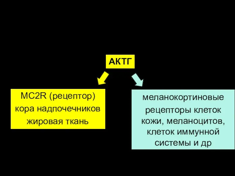 Максимальная секреция АКТГ (а также либерина и глюкокортикоидов) наблюдается утром