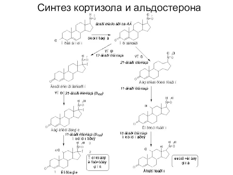 Синтез кортизола и альдостерона