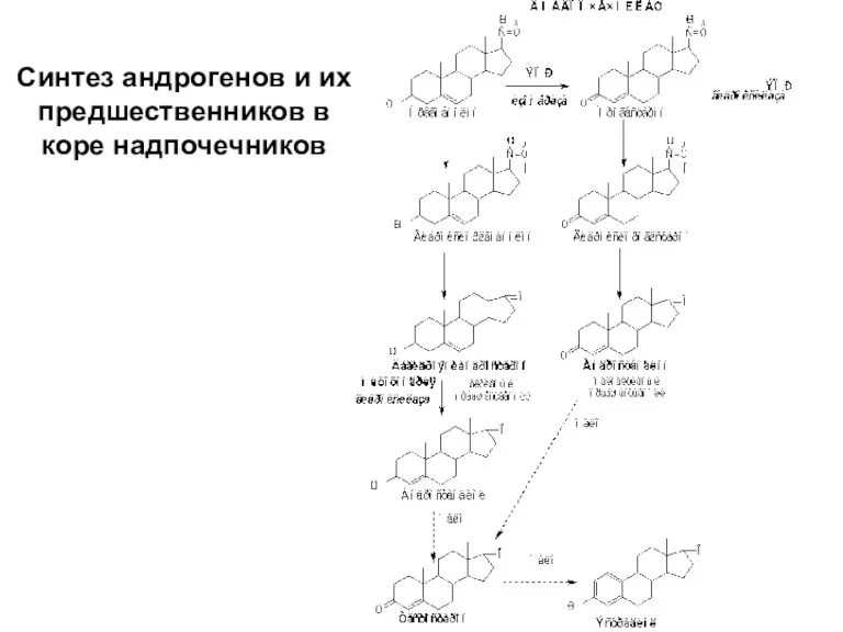 Синтез андрогенов и их предшественников в коре надпочечников