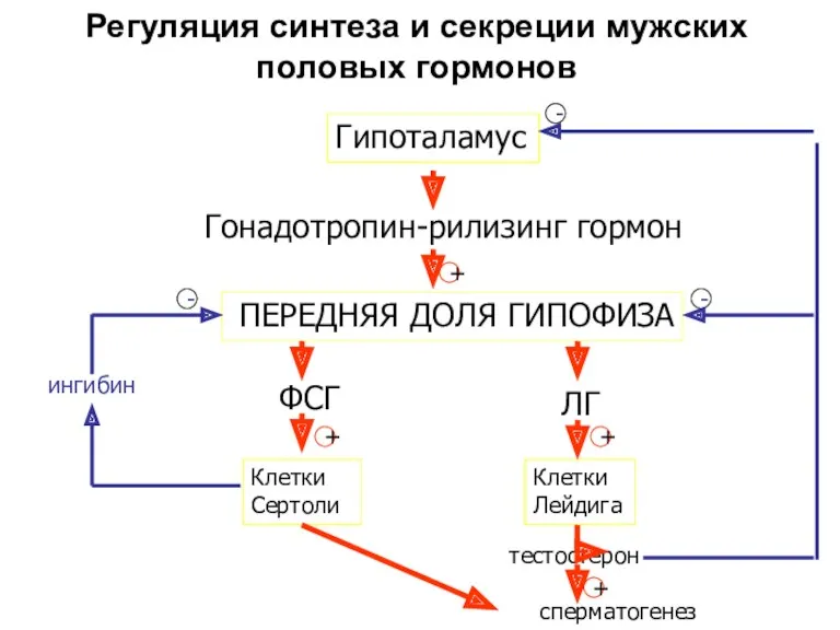 Регуляция синтеза и секреции мужских половых гормонов Гипоталамус ПЕРЕДНЯЯ ДОЛЯ