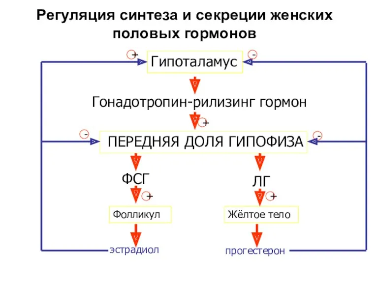 Регуляция синтеза и секреции женских половых гормонов Гипоталамус ПЕРЕДНЯЯ ДОЛЯ