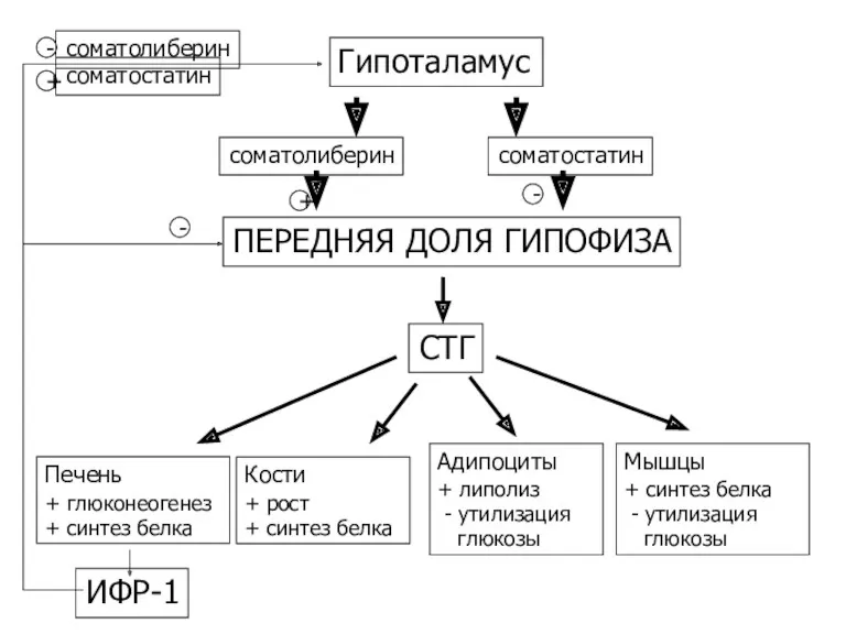 Гипоталамус ПЕРЕДНЯЯ ДОЛЯ ГИПОФИЗА Печень + глюконеогенез + синтез белка