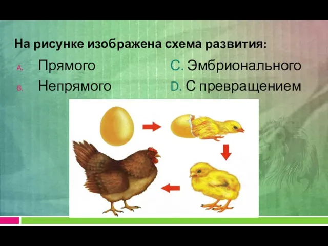 На рисунке изображена схема развития: Прямого Непрямого С. Эмбрионального D. С превращением