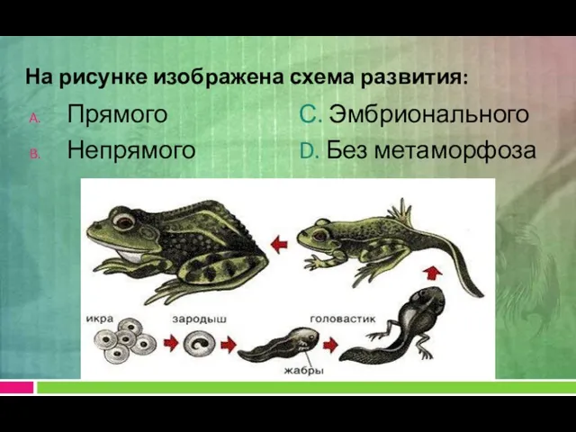 На рисунке изображена схема развития: Прямого Непрямого С. Эмбрионального D. Без метаморфоза