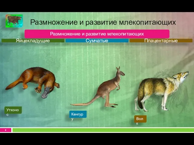 Размножение и развитие млекопитающих Размножение и развитие млекопитающих Яйцекладущие Сумчатые Плацентарные