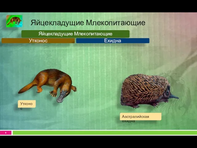 Яйцекладущие Млекопитающие Яйцекладущие Млекопитающие Утконос Ехидна