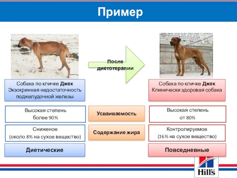 Пример Собака по кличке Джек Экзокринная недостаточность поджелудочной железы Сниженое