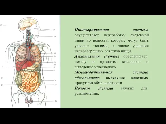 Пищеварительная система осуществляет переработку съеденной пищи до веществ, которые могут