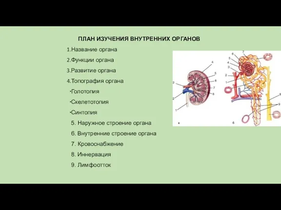 ПЛАН ИЗУЧЕНИЯ ВНУТРЕННИХ ОРГАНОВ Название органа Функции органа Развитие органа Топография органа Голотопия