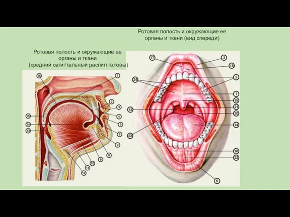 Ротовая полость и окружающие ее органы и ткани (вид спереди)