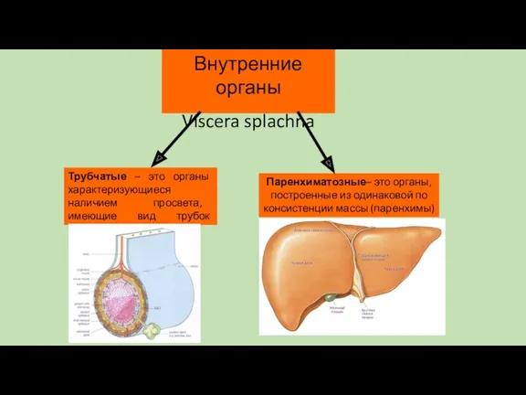 Внутренние органы Viscera splachna Трубчатые – это органы характеризующиеся наличием просвета, имеющие вид