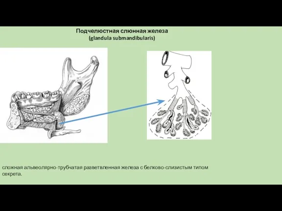 сложная альвеолярно-трубчатая разветвленная железа с белково-слизистым типом секрета. Подчелюстная слюнная железа (glandula submandibularis)