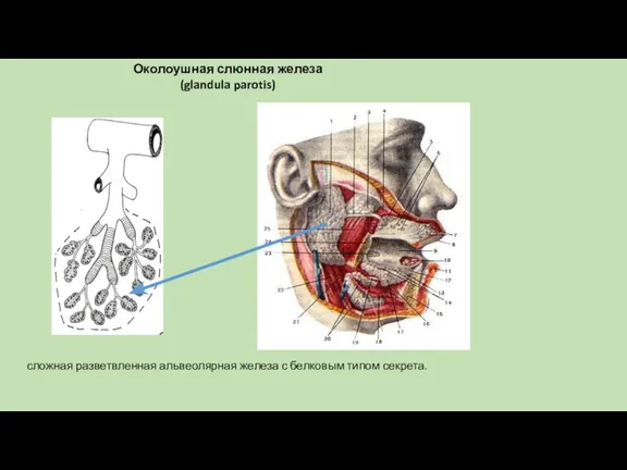 Околоушная слюнная железа (glandula parotis) сложная разветвленная альвеолярная железа с белковым типом секрета.