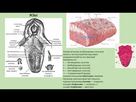 ЯЗЫК. Схематическое изображение сосочков языка и зон восприятия вкусовых раздражителей