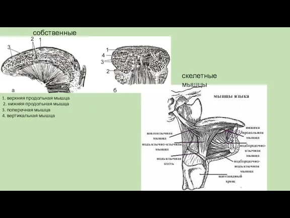 собственные мышцы скелетные мышцы 1. верхняя продольная мышца 2. нижняя продольная мышца 3.