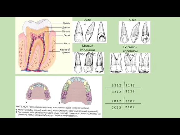 резец клык Малый коренной (премоляр) Большой коренной (моляр) 2 1