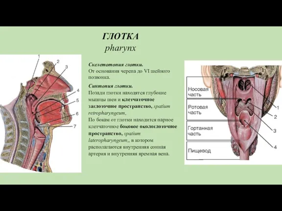 ГЛОТКА pharynx Скелетотопия глотки. От основания черепа до VI шейного позвонка. Синтопия глотки.