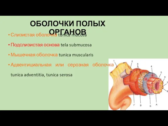 ОБОЛОЧКИ ПОЛЫХ ОРГАНОВ Слизистая оболочка tunica mucosa Подслизистая основа tela submucosa Мышечная оболочка