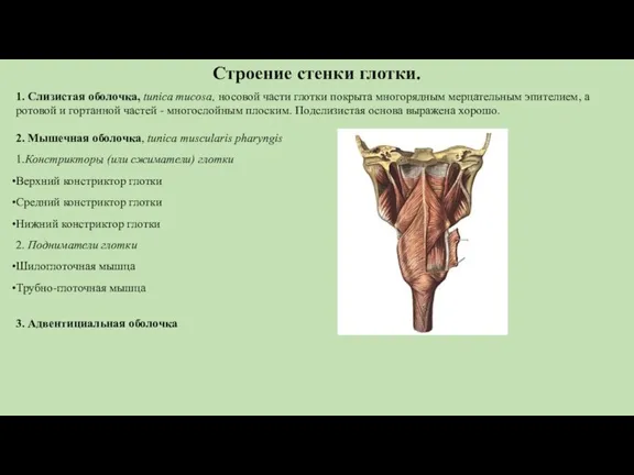 Строение стенки глотки. 1. Слизистая оболочка, tunica mucosa, носовой части глотки покрыта многорядным