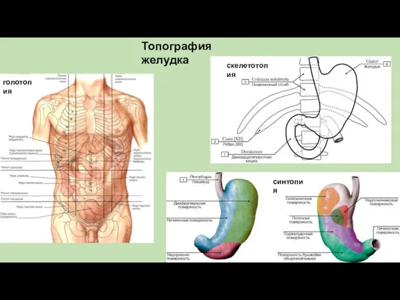 скелетотопия синтопия голотопия Топография желудка