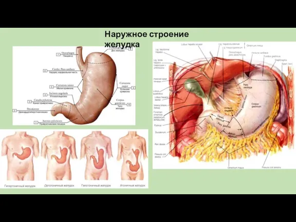 Наружное строение желудка